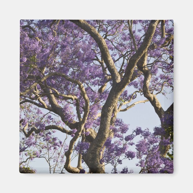 Imã Árvores Jacaranda em Floração no Parque New Farm, (Frente)