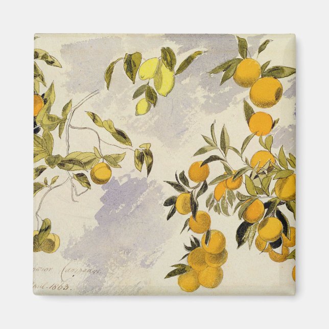 Imã Árvores laranja, 1863 (c/c, caneta e tinta sobre g (Frente)
