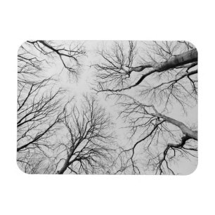 Ímã Árvores Leafless na madeira de Thiepval