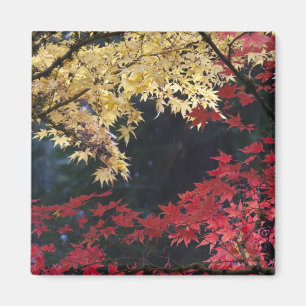 Imã Árvores mapeadas na cor do outono