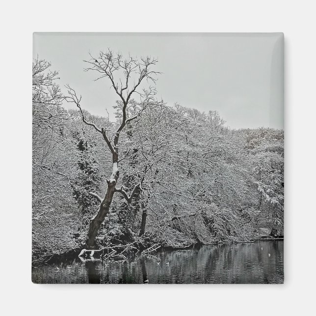 Imã Árvores, na água (Frente)