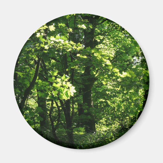 Imã Árvores na Primavera. Bute Park, Cardiff. Gales (Frente)