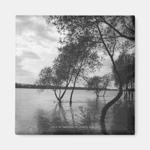 Imã Árvores no lago