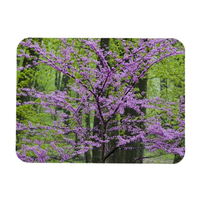 Ímã Árvores Redbud em plena floração de primavera pert (Horizontal)
