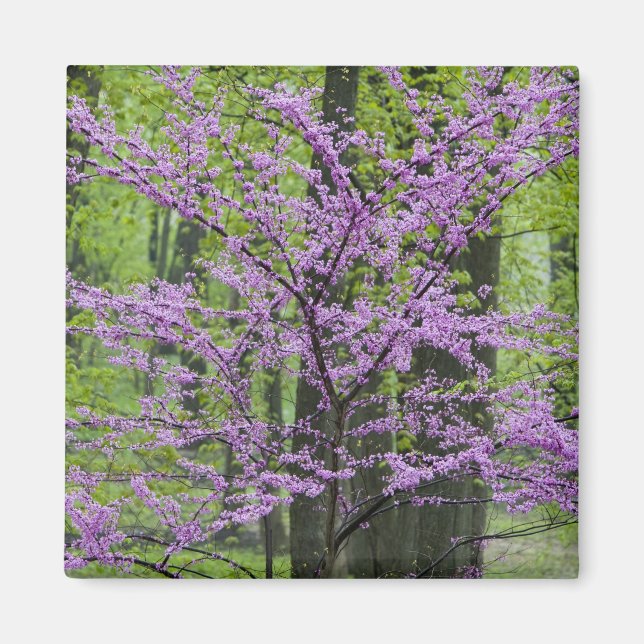 Imã Árvores Redbud em plena floração de primavera pert (Frente)