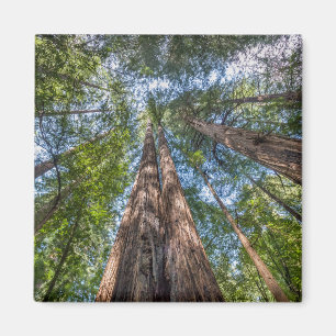 Imã Árvores Redwood Condado de Marin, Califórnia