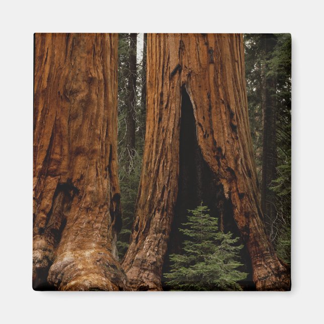 Imã Árvores Redwood, Parque Nacional Sequoia. (Frente)