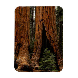 Ímã Árvores Redwood, Parque Nacional Sequoia.