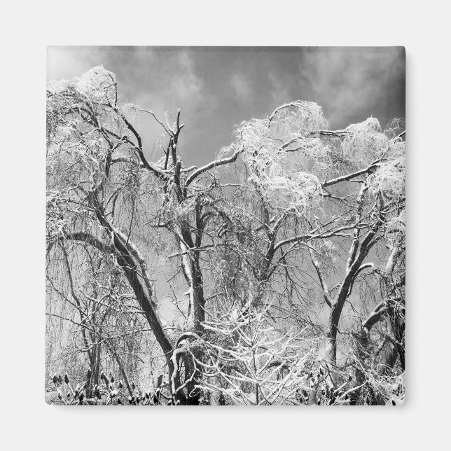 Imã árvores vestem inverno (Frente)