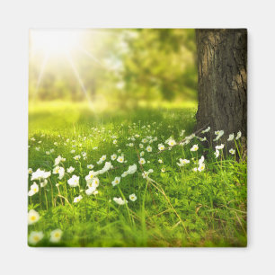 Imã As alegrias da Primavera