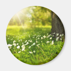 Imã As alegrias da Primavera