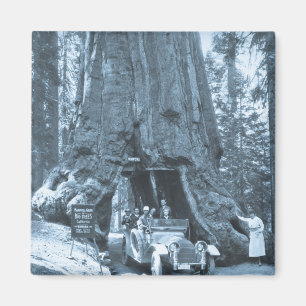 Imã As árvores grandes do bosque de Mariposa