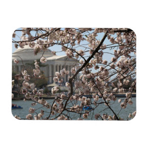 Ímã As Cerejeiras em Flor em Washington DC