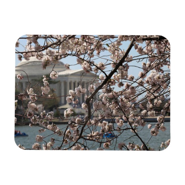 Ímã As Cerejeiras em Flor em Washington DC (Horizontal)