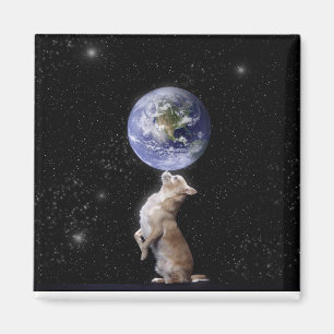 Imã As chihuahuas ordenam o ímã do mundo