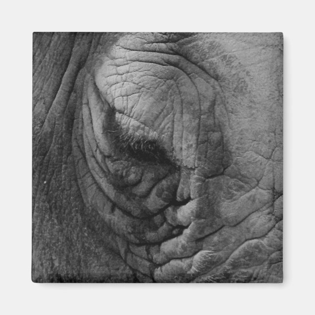 Imã As coisas que vi o Rinoceronte branco. (Frente)