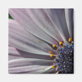 Imã As Flores Dentro