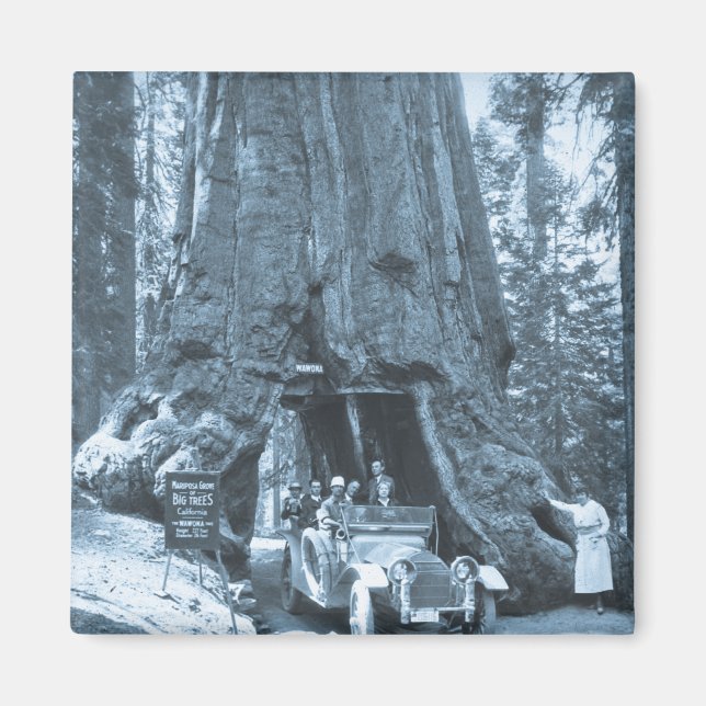 Imã As Grandes Árvores de Mariposa Grove (Frente)