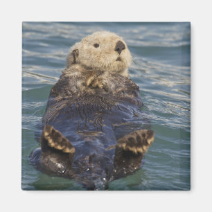 Imã As lontras do mar tocam icebergs na Surprise Inlet