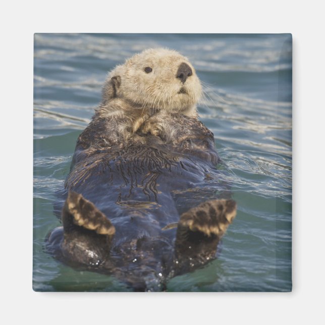 Imã As lontras do mar tocam icebergs na Surprise Inlet (Frente)