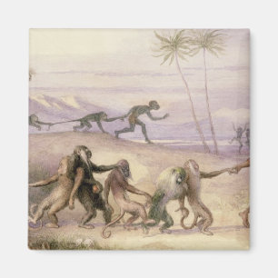 Imã As maneiras e os costumes dos macacos