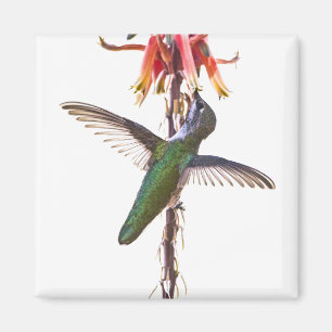 Imã Asas de beija-flor