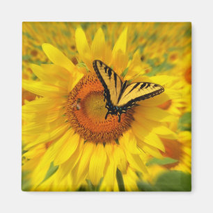 Imã Asas do verão, ímãs