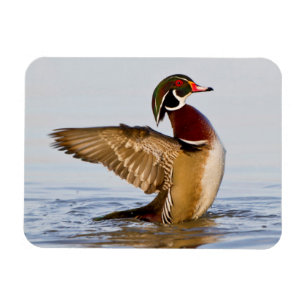 Ímã Asas masculinas do flapping do pato de madeira no