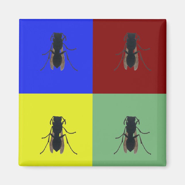 Imã Asas Primárias (Frente)