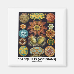 Imã Ascídias (Ascidians - Artforms da natureza)