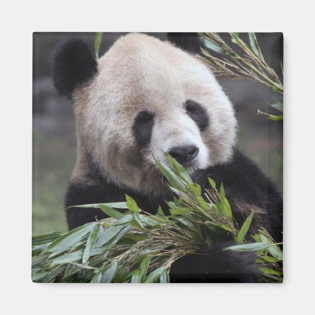 Imã Ásia, China Chongqing. Giant Panda (Frente)