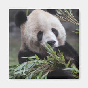 Imã Ásia, China Chongqing. Panda Gigante