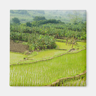 Imã Ásia, China, Província de Yunnan, Honghe. Banana