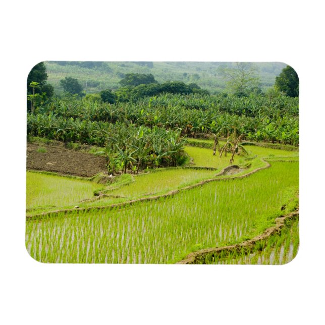 Ímã Ásia, China, Província de Yunnan, Honghe. Banana (Horizontal)