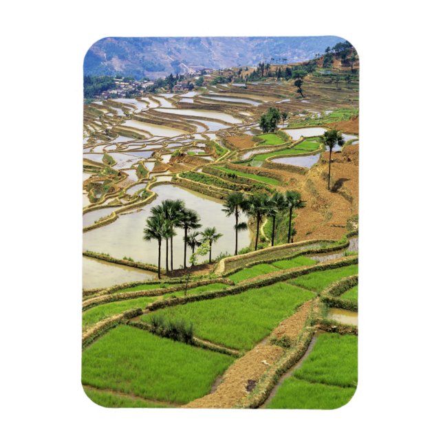 Ímã Ásia, China, Yunnan, Honghe. Rice terraços perto (Vertical)