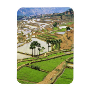 Ímã Ásia, China, Yunnan, Honghe. Terraços de arroz pe