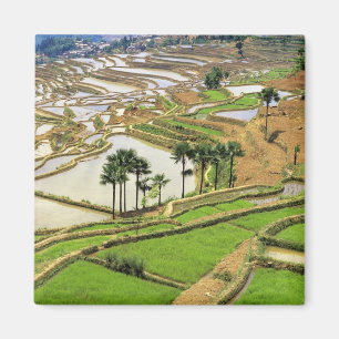 Imã Ásia, China, Yunnan, Honghe. Terraços de arroz pe