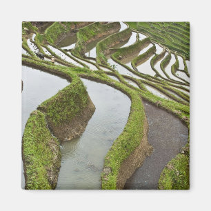 Imã Ásia, China, Yunnan, Yuanyang. Arroz inundado