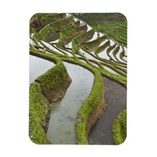 Ímã Ásia, China, Yunnan, Yuanyang. Arroz inundado