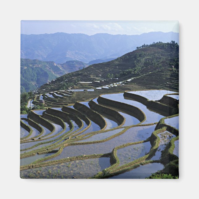 Imã Ásia, China, Yunnan, Yuanyang. Áspero (Frente)