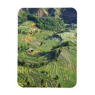 Ímã Ásia, China, Yunnan, Yuanyang. Padrão de verde