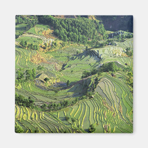 Imã Ásia, China, Yunnan, Yuanyang. Padrão de verde