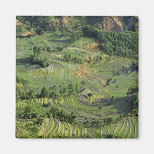 Imã Ásia, China, Yunnan, Yuanyang. Padrão de verde 2