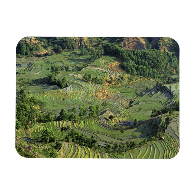 Ímã Ásia, China, Yunnan, Yuanyang. Padrão do verde 2 (Horizontal)