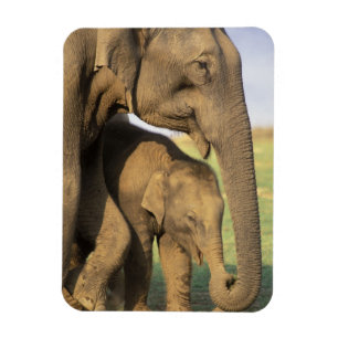 Ímã Ásia, India, parque nacional de Nargahole. Indian