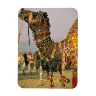 Ímã Ásia, Índia, Pushkar. Camelo Shamu, Pushkar