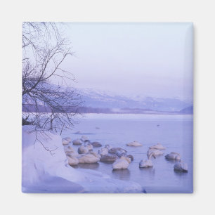Imã Ásia, Japão, Hokkaido, Parque Nacional Akan, Cisne