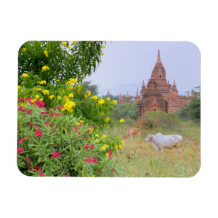 Ímã Ásia, Mianmar (Birmânia), Bagan (Pagan). Vacas
