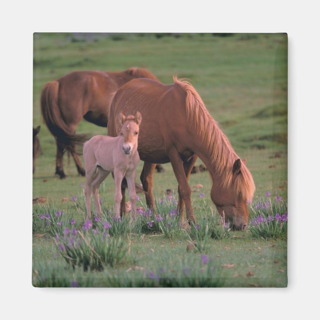 Imã Ásia, Mongólia, Deserto de Gobi. Cavalos Selvagens (Frente)