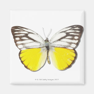 Imã Aspasia de Cepora